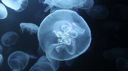 Jellyfish Jackpot