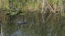 Gator Nation