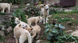 Puppy Mania