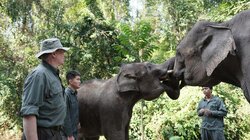 Walking with Elephants