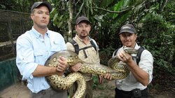 Amazon Anaconda