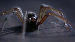 Spiders, Snakes and Ants