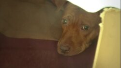 Saving the Michael Vick Dogs