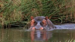 Ultimate Hippo