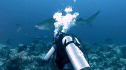The Pondicherry Shark