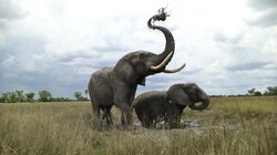 Derrick's Elephant Challenge