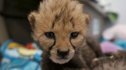 Love Is a Cheetah Cub