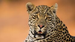 A Leopard's Tale