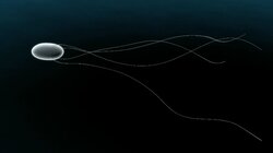 Stem Cell Universe with Stephen Hawking