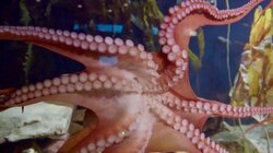 Ophelia the Octopus