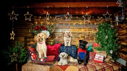 The Dog House at Christmas