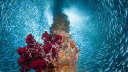 The Fish, by Marianne Moore