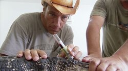 Alligator Egg Collector