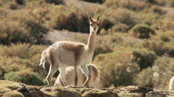 Secret Creatures of The Andes