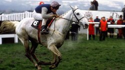 Desert Orchid - The Nation's Grey