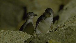 A Tale of Two Penguins
