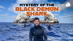 Mystery of the Black Demon Shark