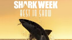 Shark Week Best in Show