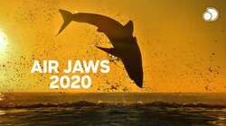 Air Jaws 2020