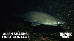 Alien Sharks: First Contact