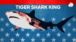 Tiger Shark King