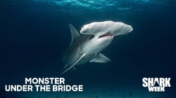 Monster Under the Bridge