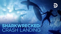 Sharkwrecked: Crash Landing