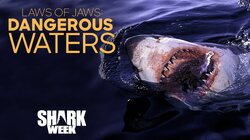 Laws of Jaws: Dangerous Waters