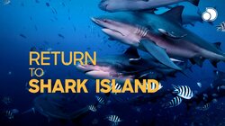 Return to Shark Island