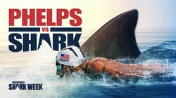 Phelps vs Shark: Great Gold vs Great White