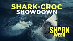 Shark-Croc Showdown