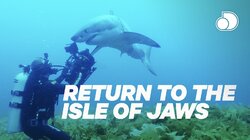Return to the Isle of Jaws