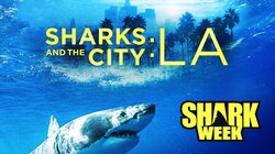 Sharks and the City: LA