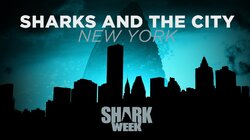 Sharks and the City: New York