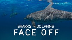 Sharks vs. Dolphins: Face Off