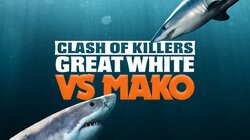 Clash of Killers: Great White vs Mako