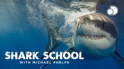 Shark School With Michael Phelps