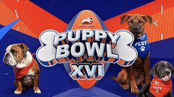Puppy Bowl XVI