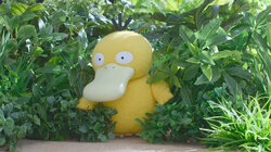 What's on Your Mind, Psyduck?