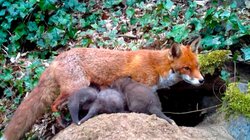 Mum Fox and Her Baby Cubs