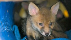 The Return of the Magnificent Seven Fox Cubs
