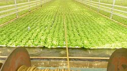 Hydroponic Lettuce, Construction Wood, Recycling, Fishing Flies
