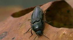 Creepy Crawlers Everywhere