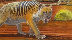 Thylacoleo: The Wildcard still