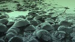 Why are There 30 Million Horseshoe Crabs on This Beach?