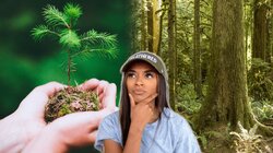 Surprising Truth Behind Planting Trees and Climate Change