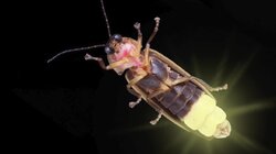 Fireflies' Love Language Is Their Butts
