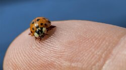 Pssst: Ladybugs Have a Killer Secret