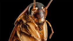 For Your Consideration: The Incredible… Roach!