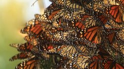 Butterfly Effect: Can Monarchs Avoid Extinction?